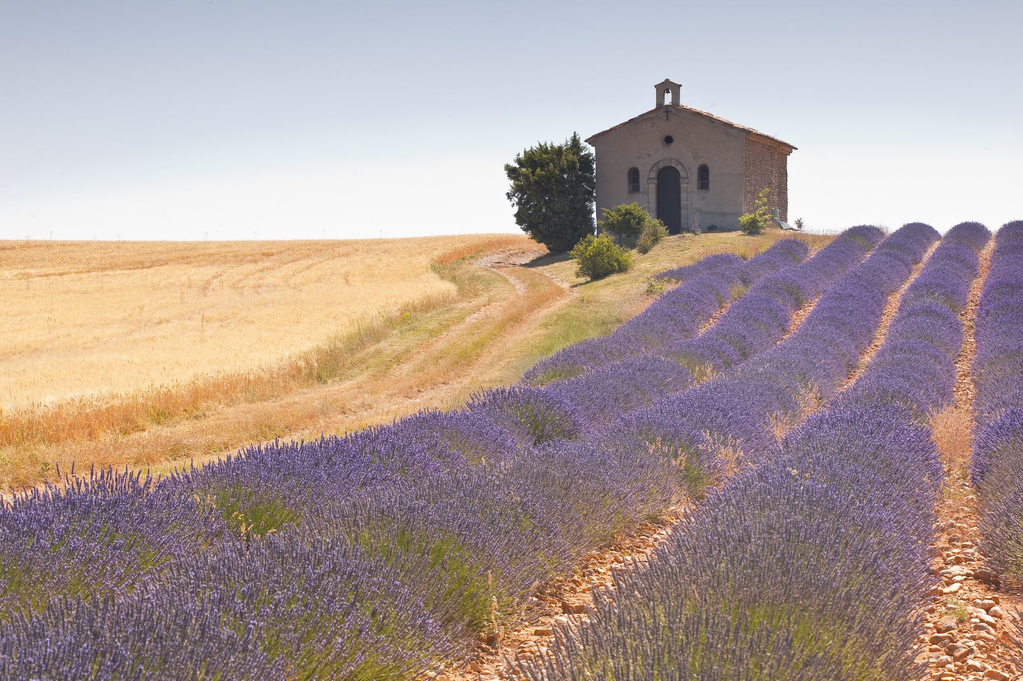 Uno dei campi di lavanda a Sault
