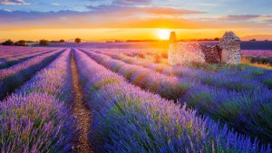 Strada della lavanda in Provenza: da Valensole a Sault, il percorso per la fioritura