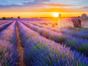 Strada della lavanda in Provenza: da Valensole a Sault, il percorso per la fioritura