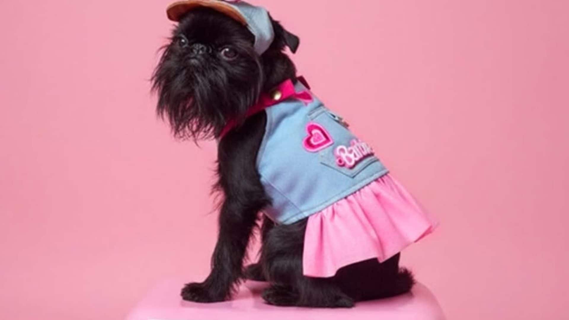 Vogue fa causa a Dogue per danno d'immagine: la battaglia legale contro il giornale di moda per cani