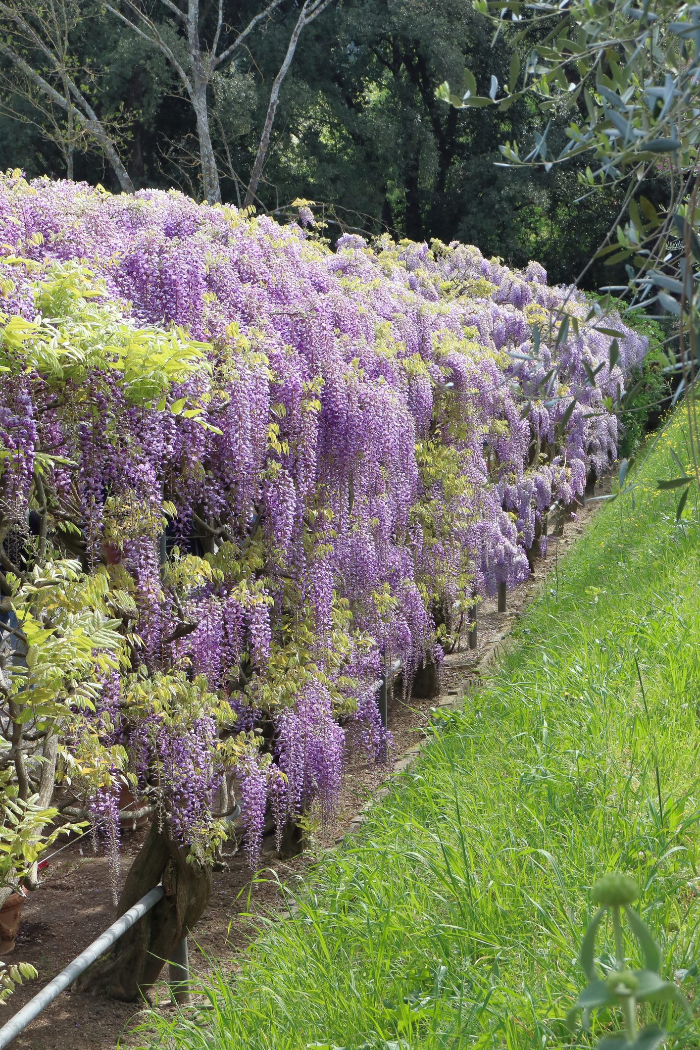 Villa Bardini a Firenze
