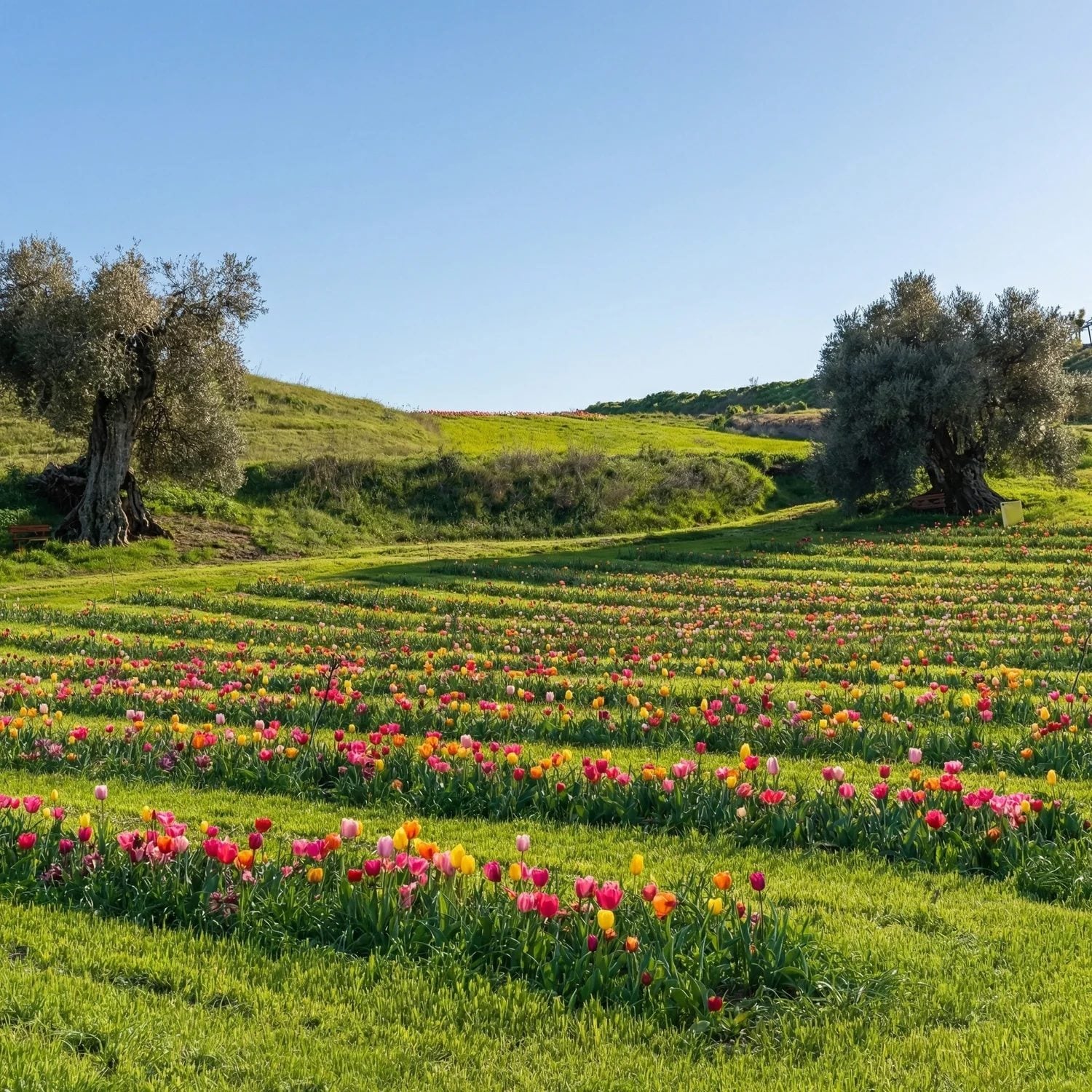 Tulipani in Sardegna