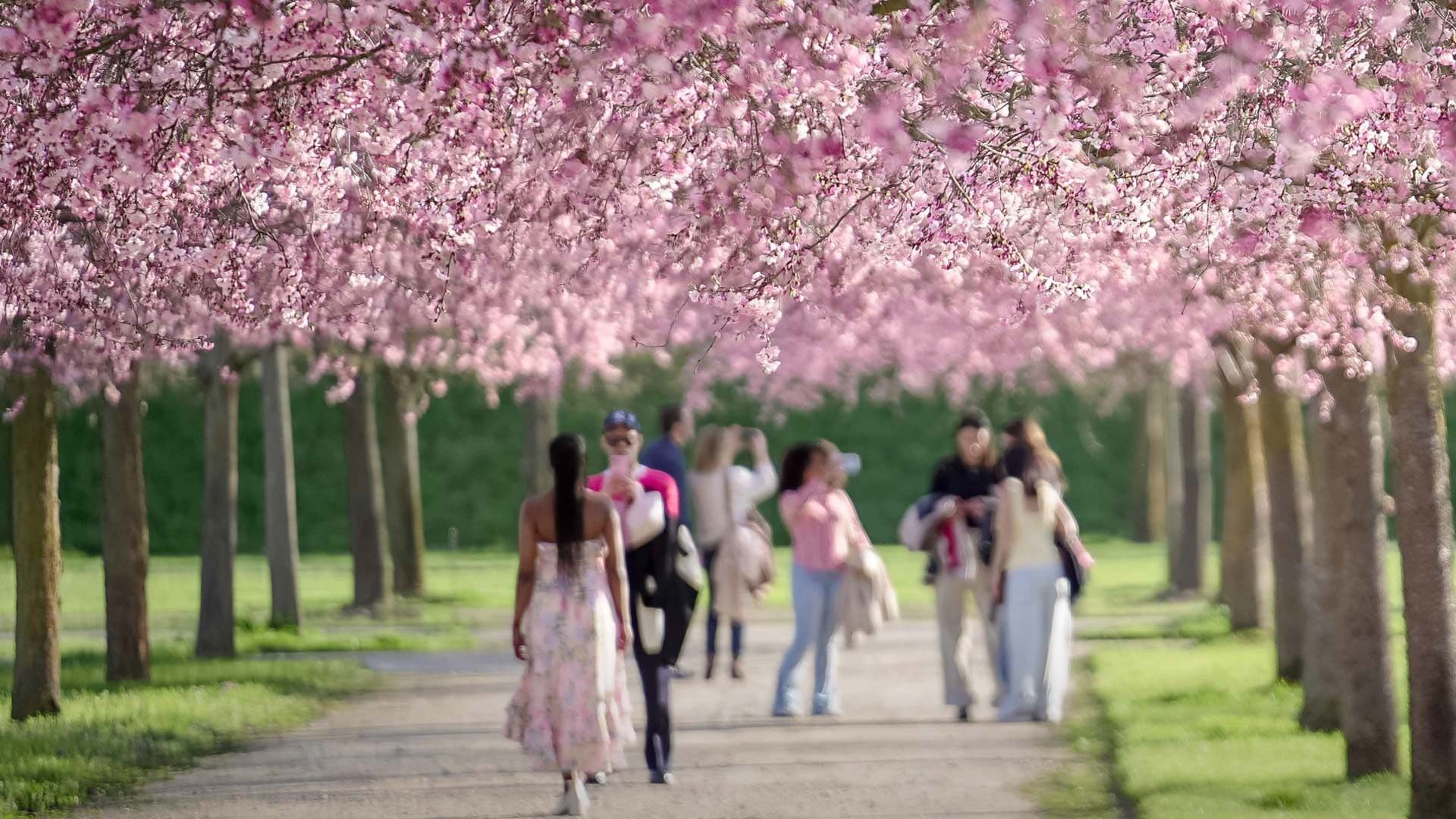 All’ombra dei ciliegi in fiore