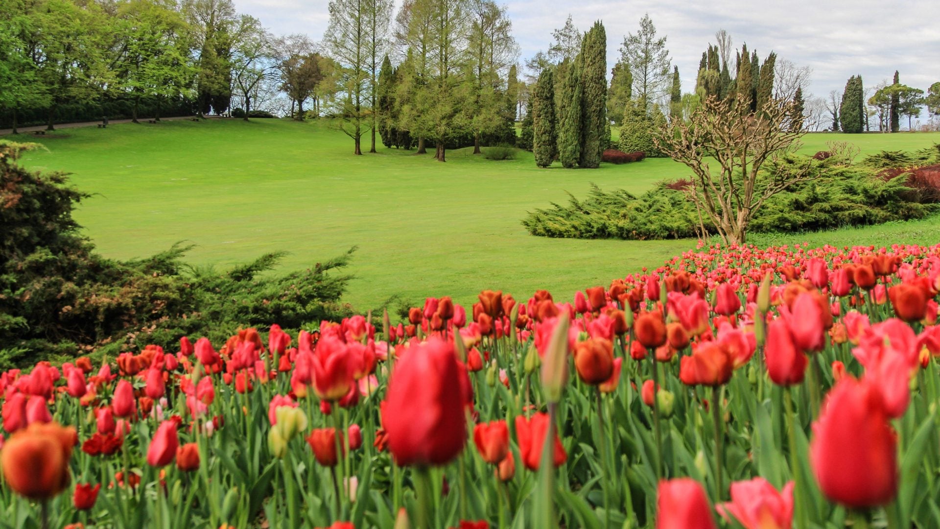 Dove ammirare la fioritura di tulipani più grande d’Italia: il parco sta per riaprire al pubblico