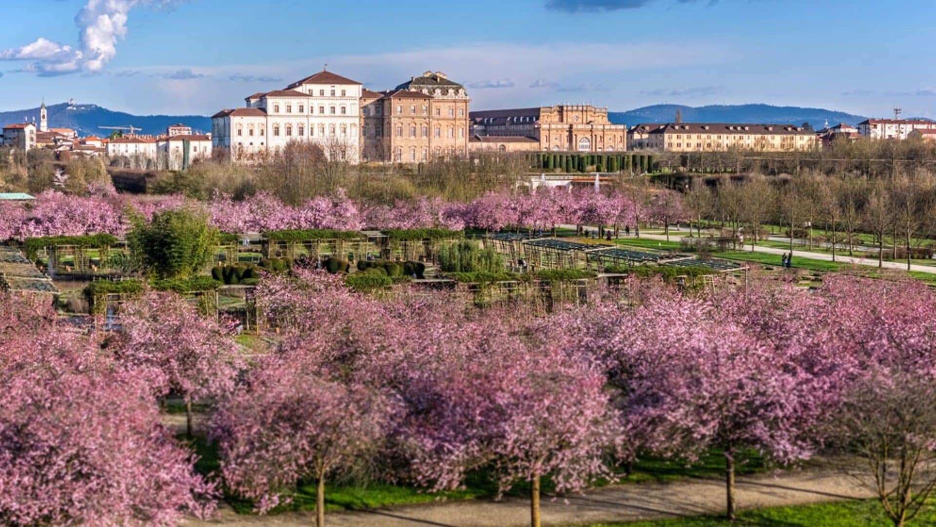 Il 21 marzo inaugura all'ombra dei ciliegi in fiore: la Reggia di Venaria celebra l'inizio della primavera