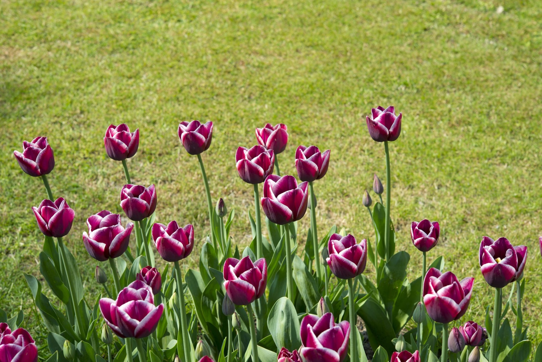 Parco Giardino Sigurtà