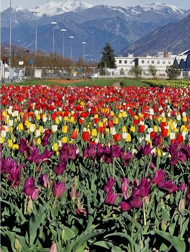 Il campo di tulipani a Grugliasco