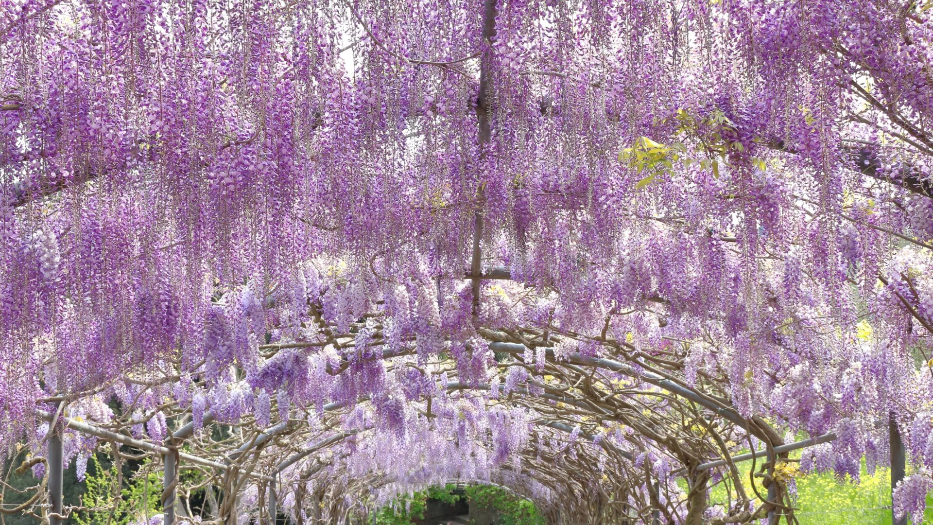 Villa Bardini ospita la fioritura del glicine: orari, date e prezzi per visitare il giardino di Firenze
