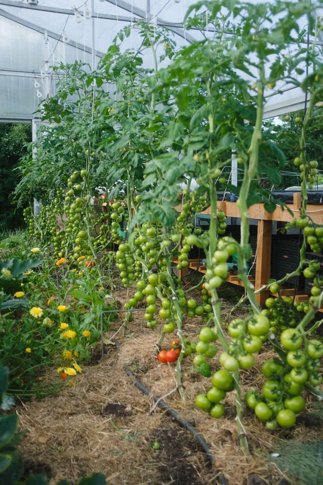 Agricoltura nell’ecovillaggio