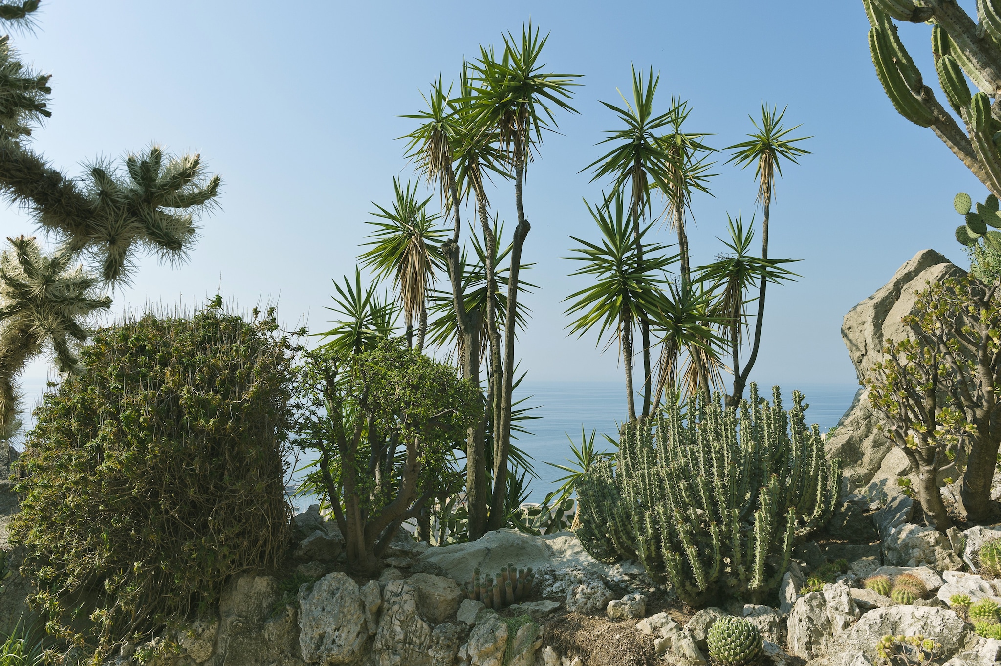 Alcune delle piante del Giardino Esotico di Monaco