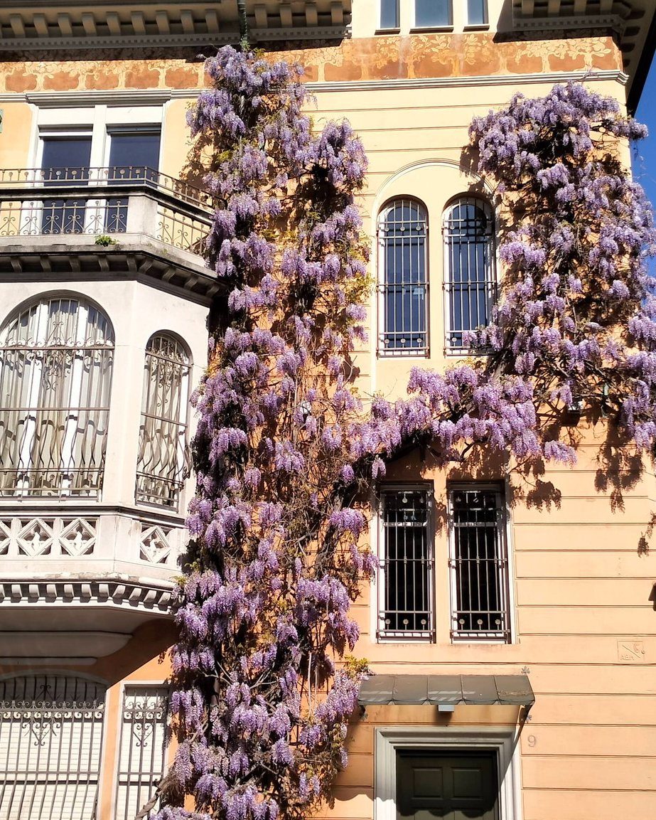 Dettaglio casa del glicine, Torino