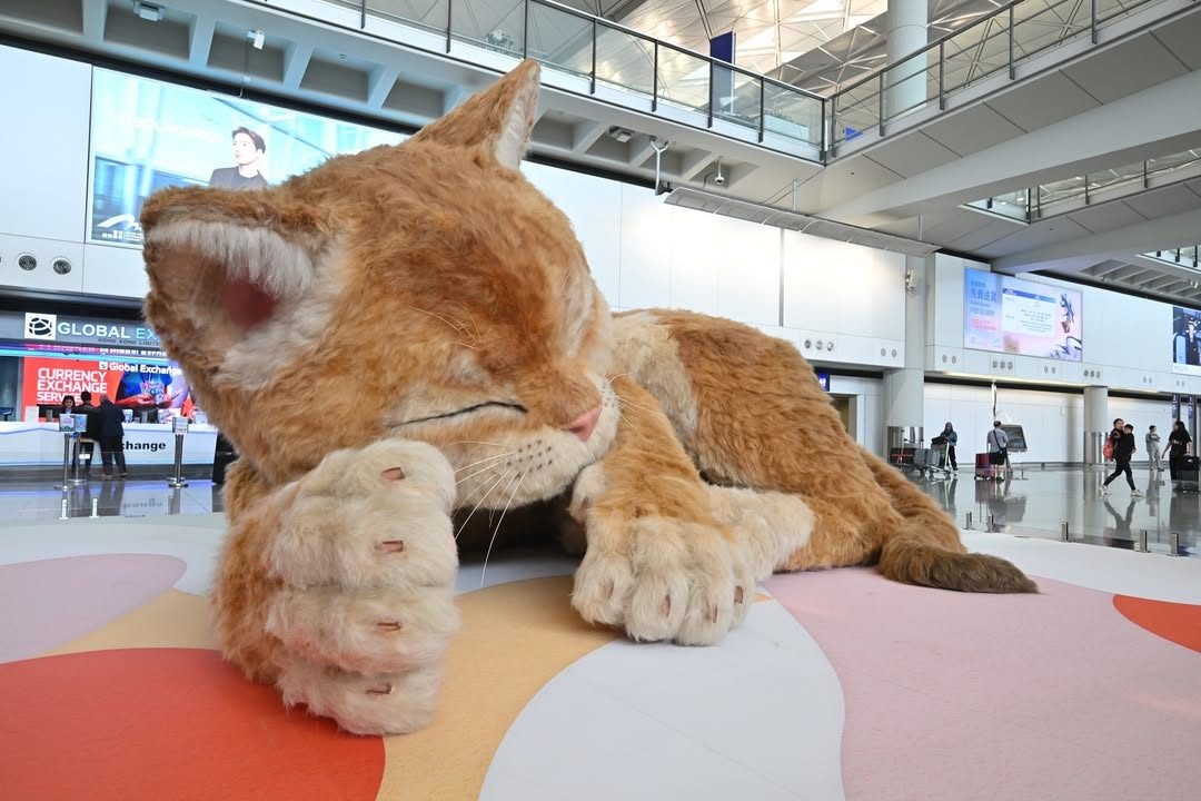 Catzilla, aeroporto Hong Kong