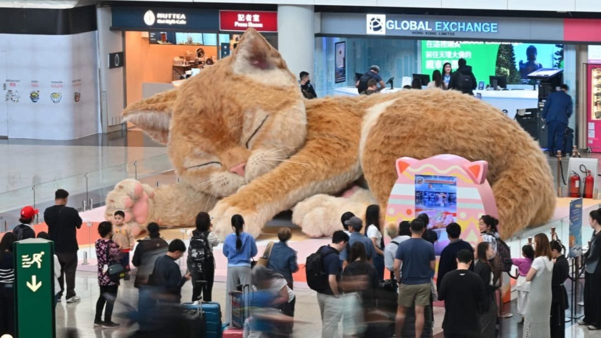 Catzilla, aeroporto di Hong Kong