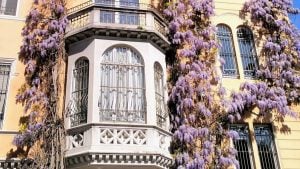 Fiorisce il glicine storico di 150 anni alla Palazzina Copperi Soria di Torino