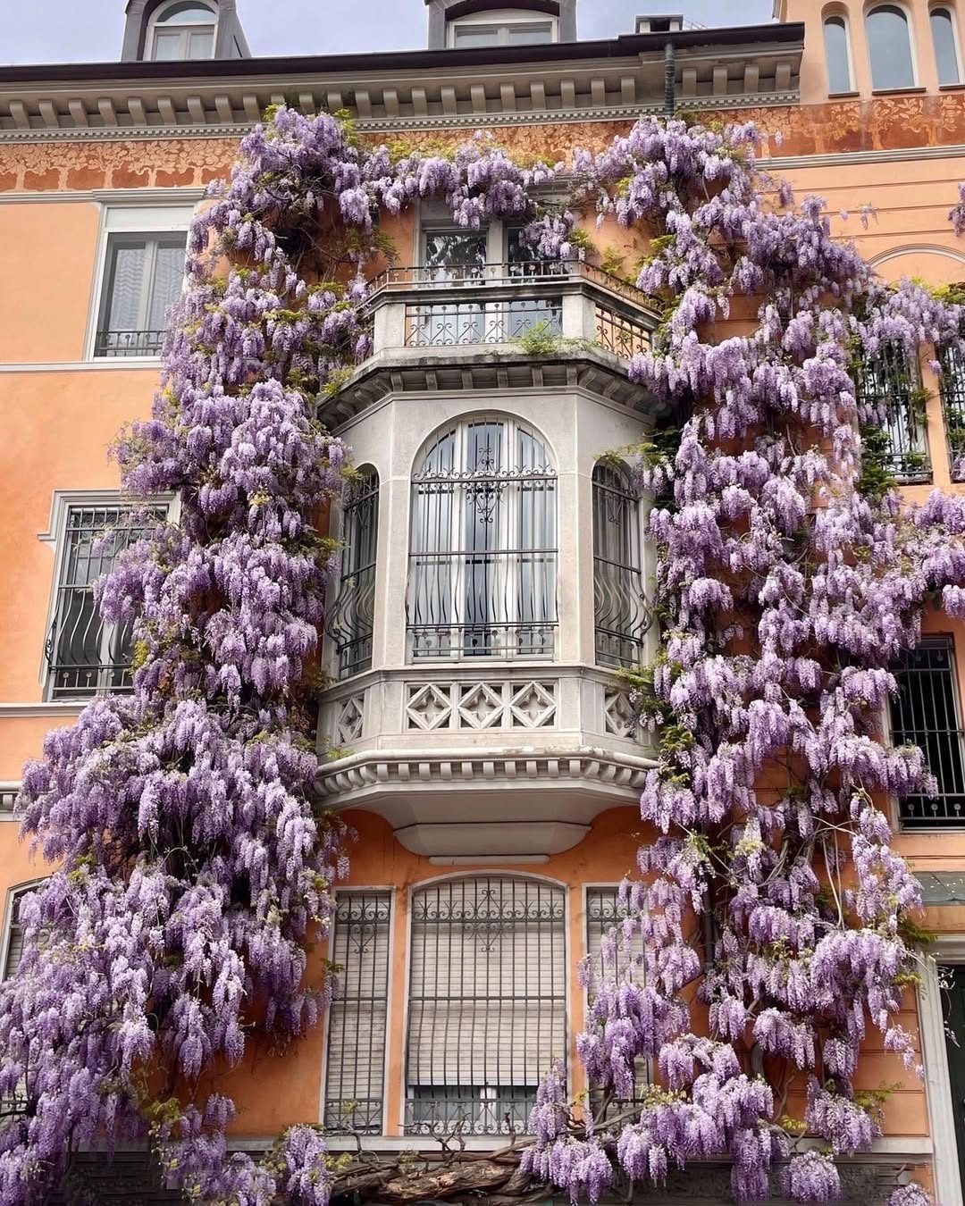 La casa del glicine di Torino in primavera