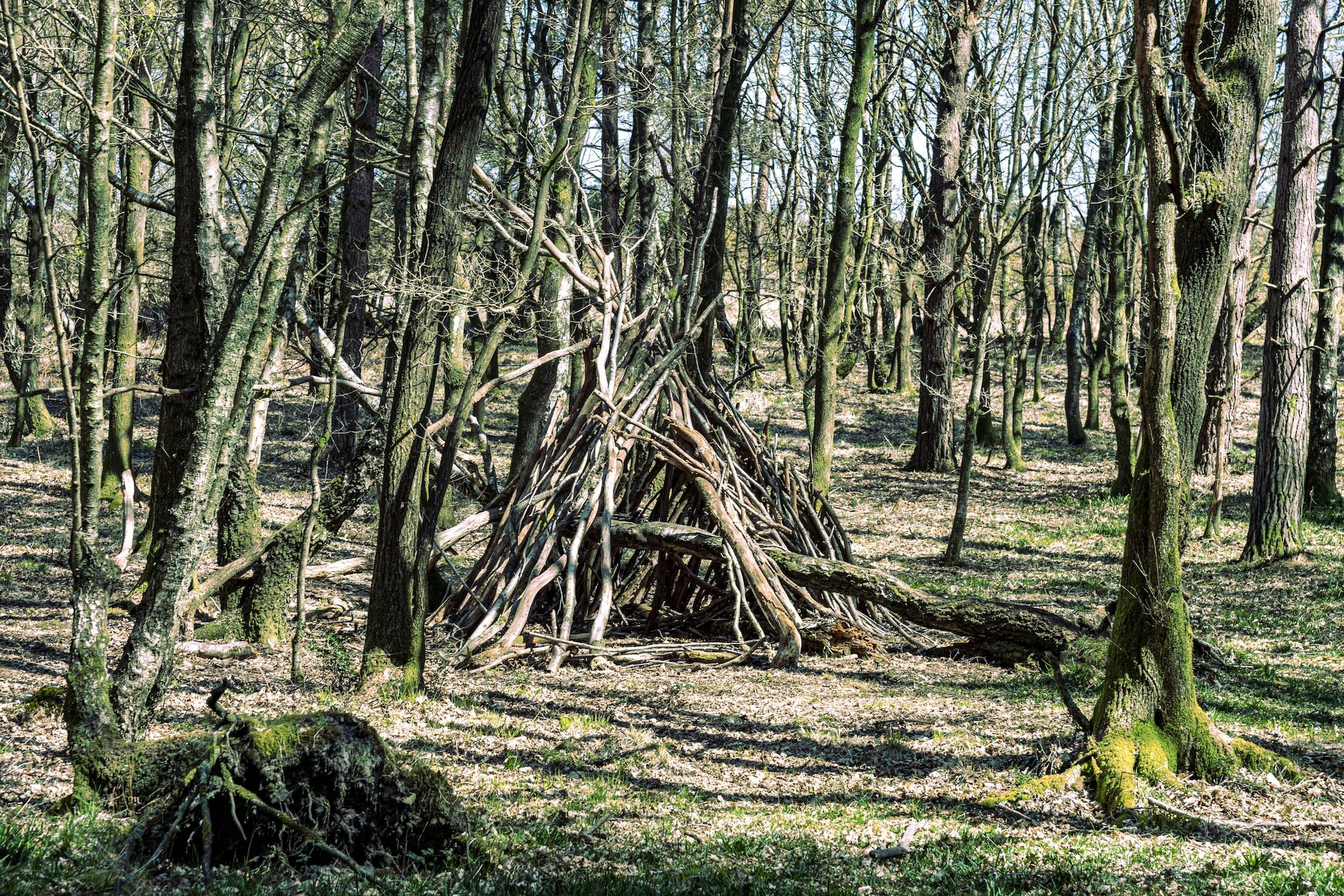 La foresta di Ashdown