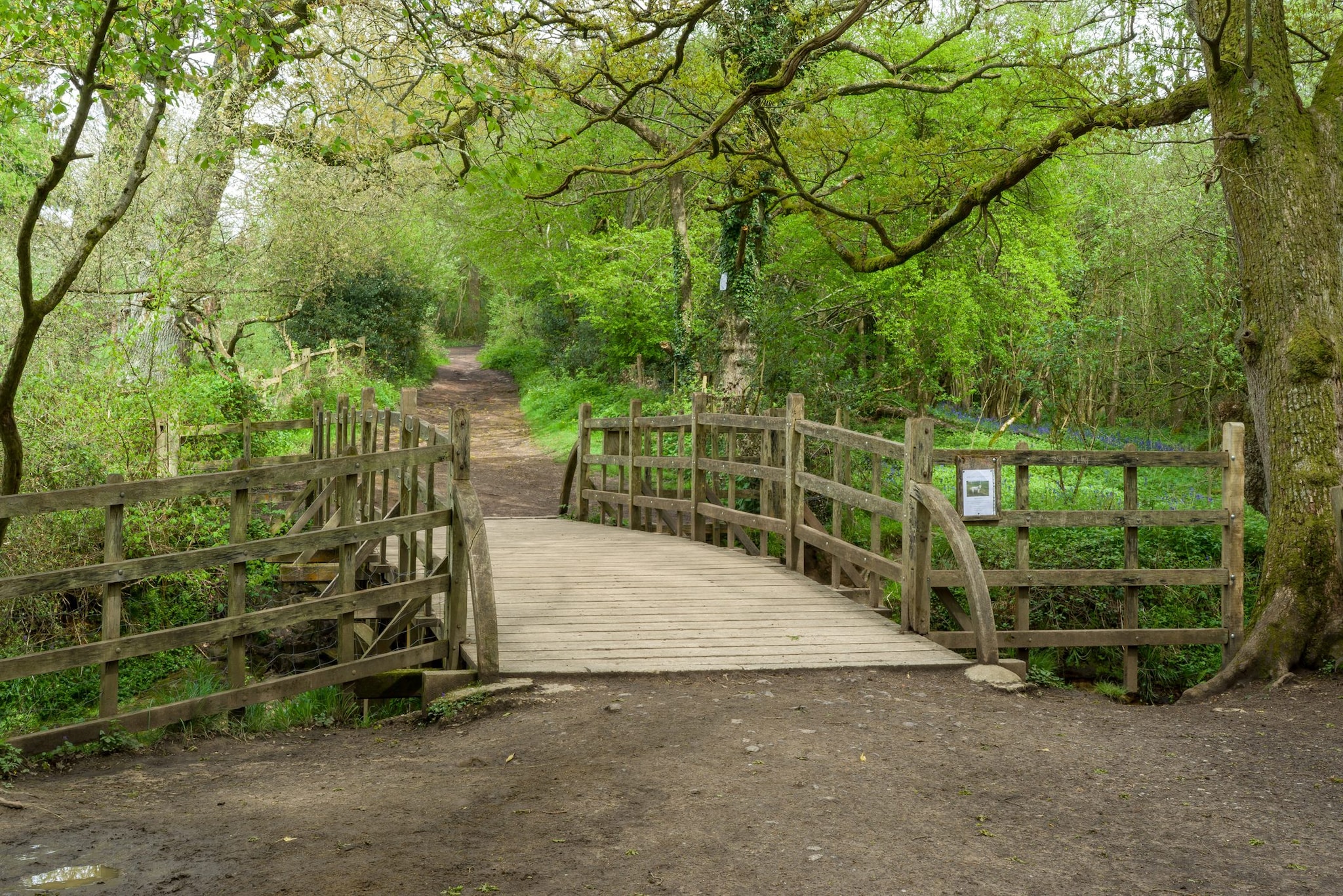 Ponte Pooh Sticks sulla foresta di Ashdown Sussex, Inghilterra