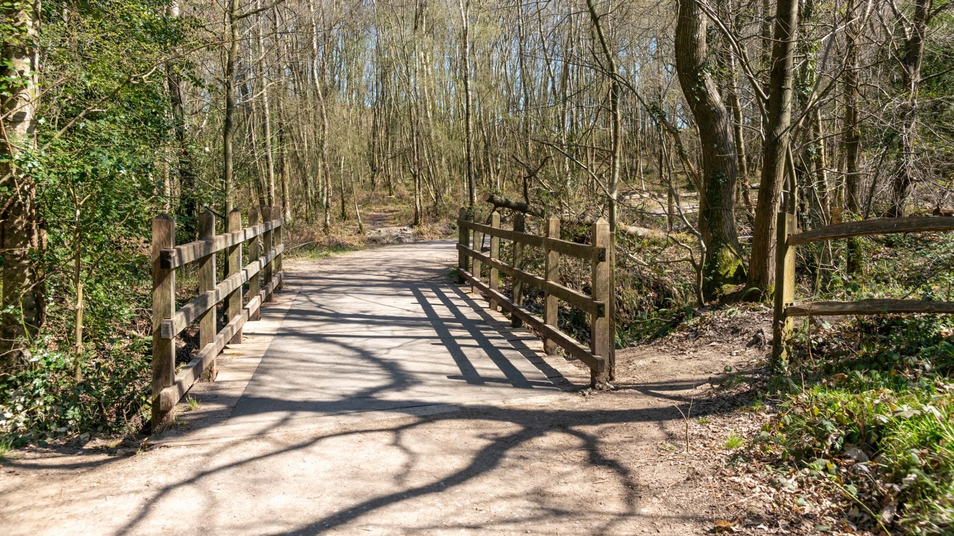 Dove si trova la Foresta dei Cento Acri di Winnie the Pooh: il luogo che ha ispirato i racconti di A. A. Milne