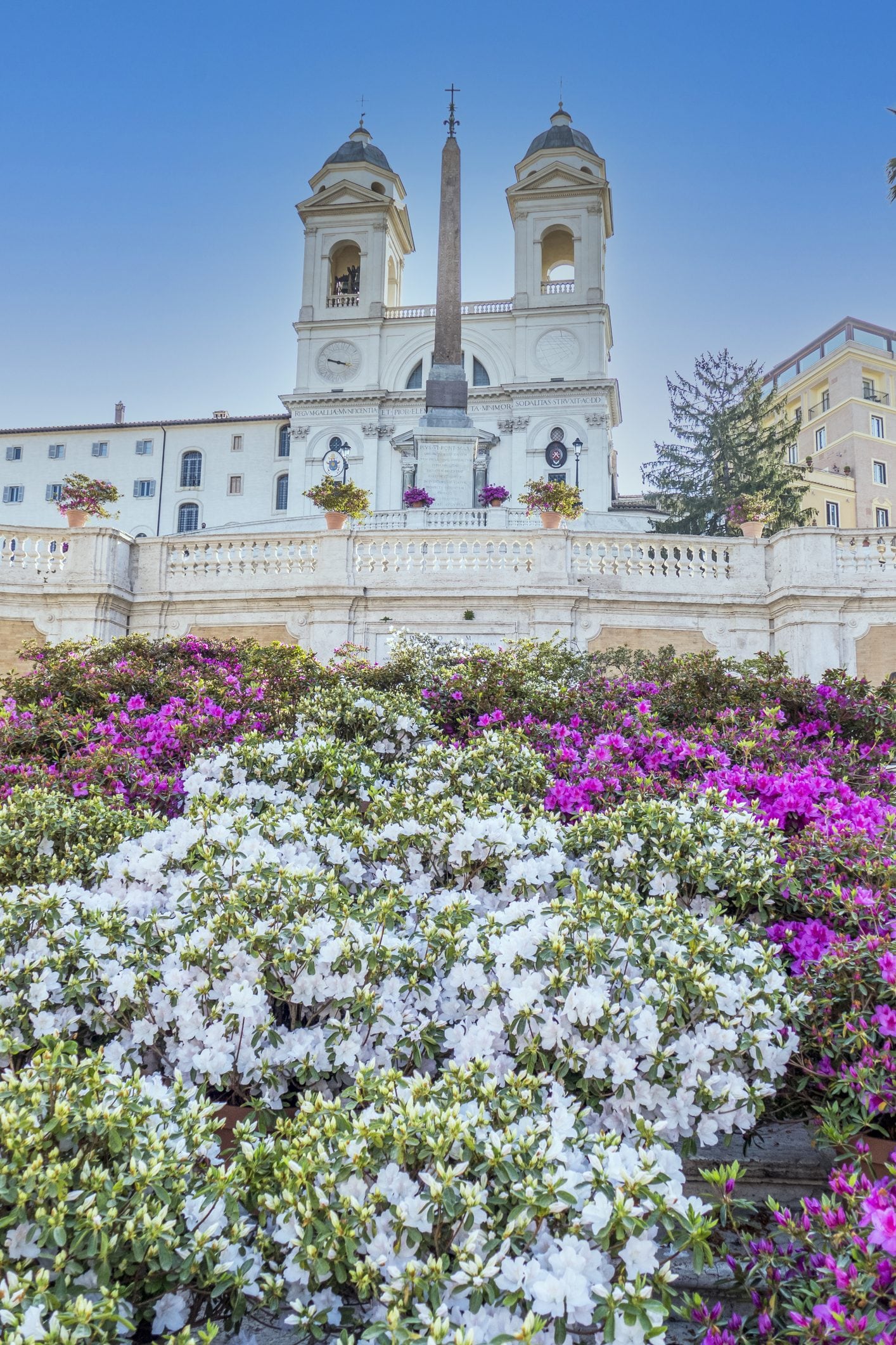 Azalee in Piazza di Spagna