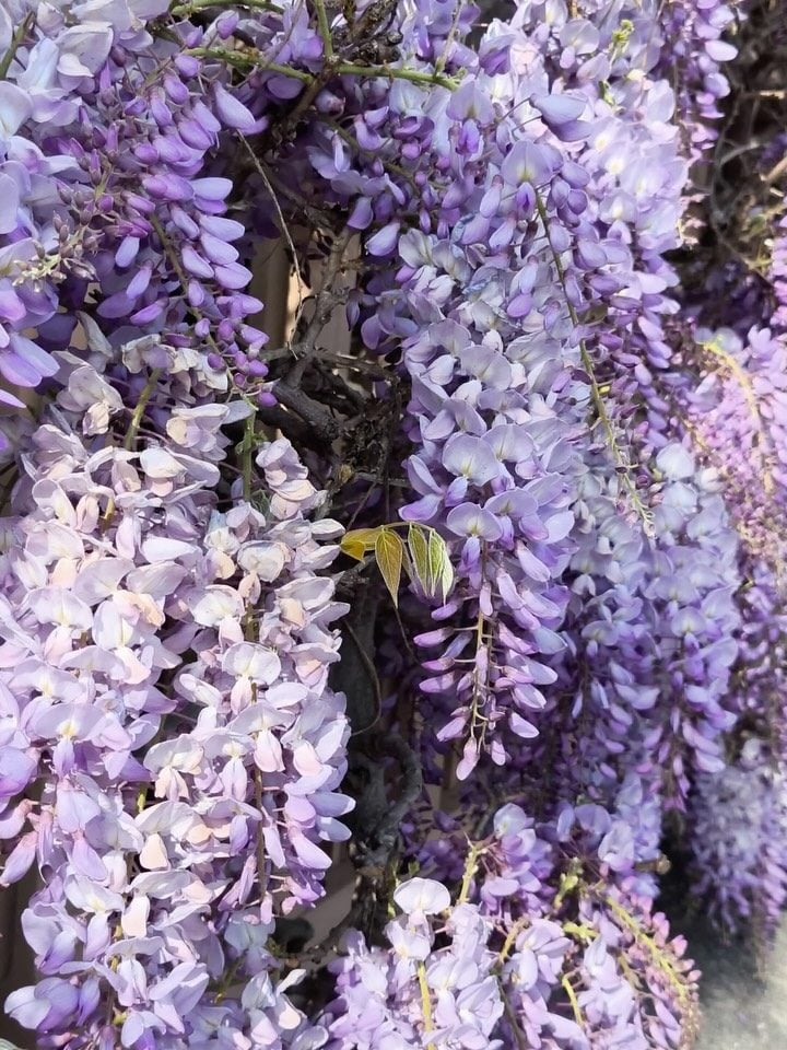 Instagram @giardinivilladellapergola