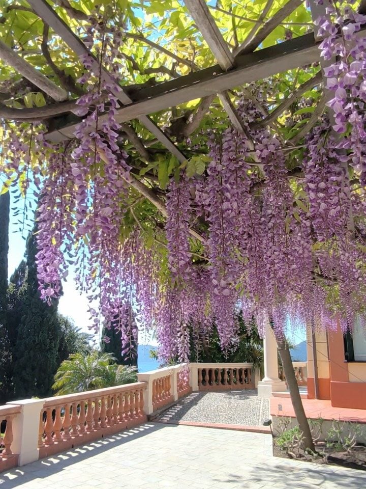 Instagram @giardinivilladellapergola