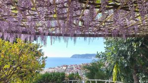 Riaprono I Giardini di Villa della Pergola, i più belli d'Italia con 40 varietà di glicine