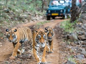 Foto e cellulari vietati nelle riserve naturali indiane: la sentenza per preservare la fauna selvatica