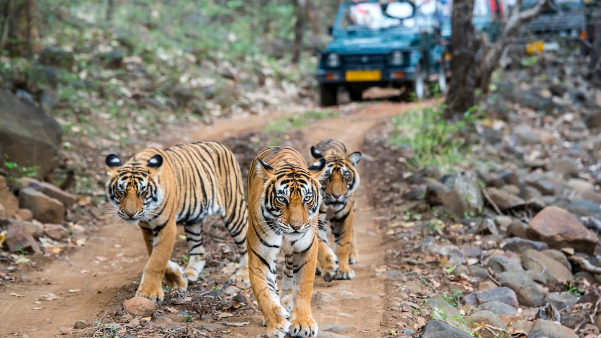 Foto e cellulari vietati nelle riserve naturali indiane: la sentenza per preservare la fauna selvatica