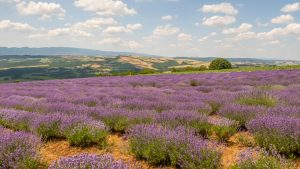 Tuscania è la Provenza italiana: in estate si riempie di meravigliosi campi di lavanda