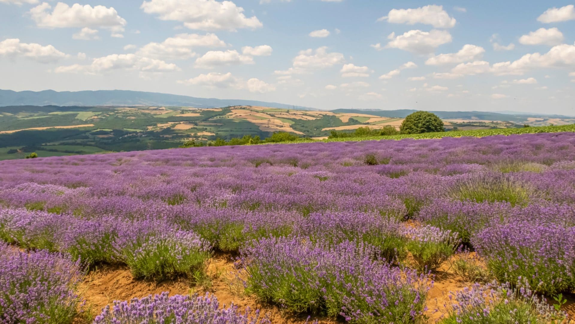 Tuscania è la Provenza italiana: in estate si riempie di meravigliosi campi di lavanda