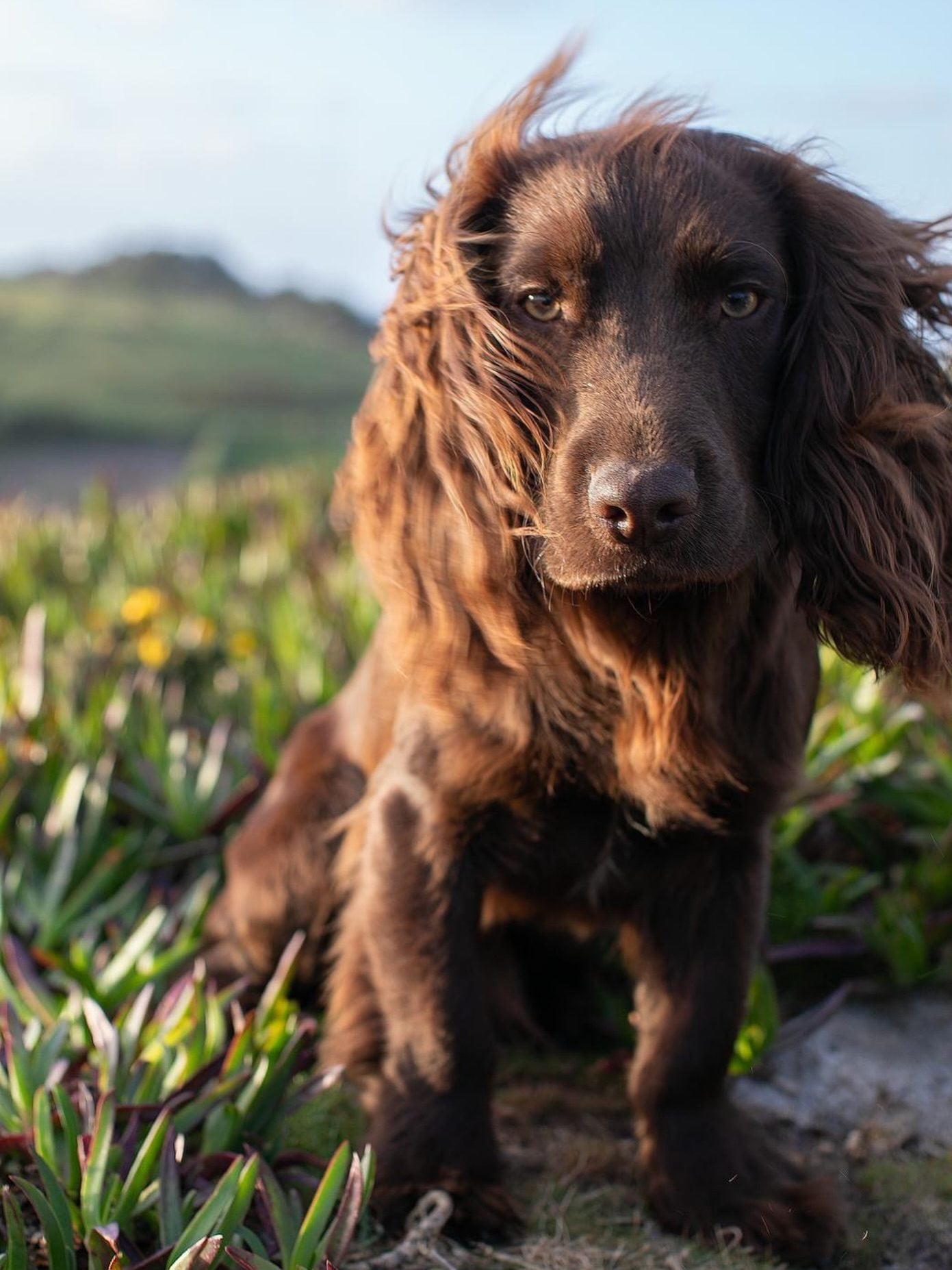 Il cagnolino Otto