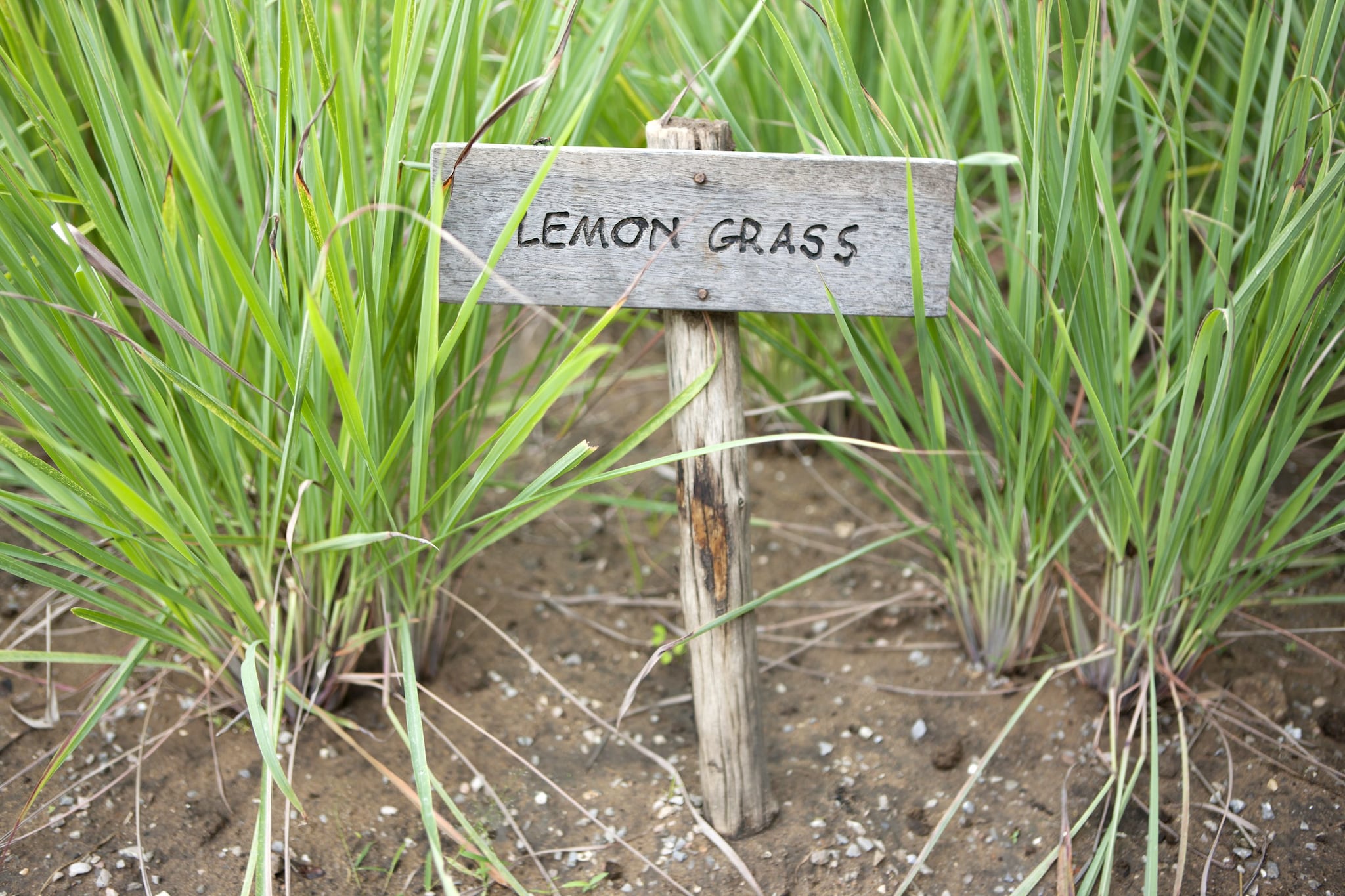 Citronella