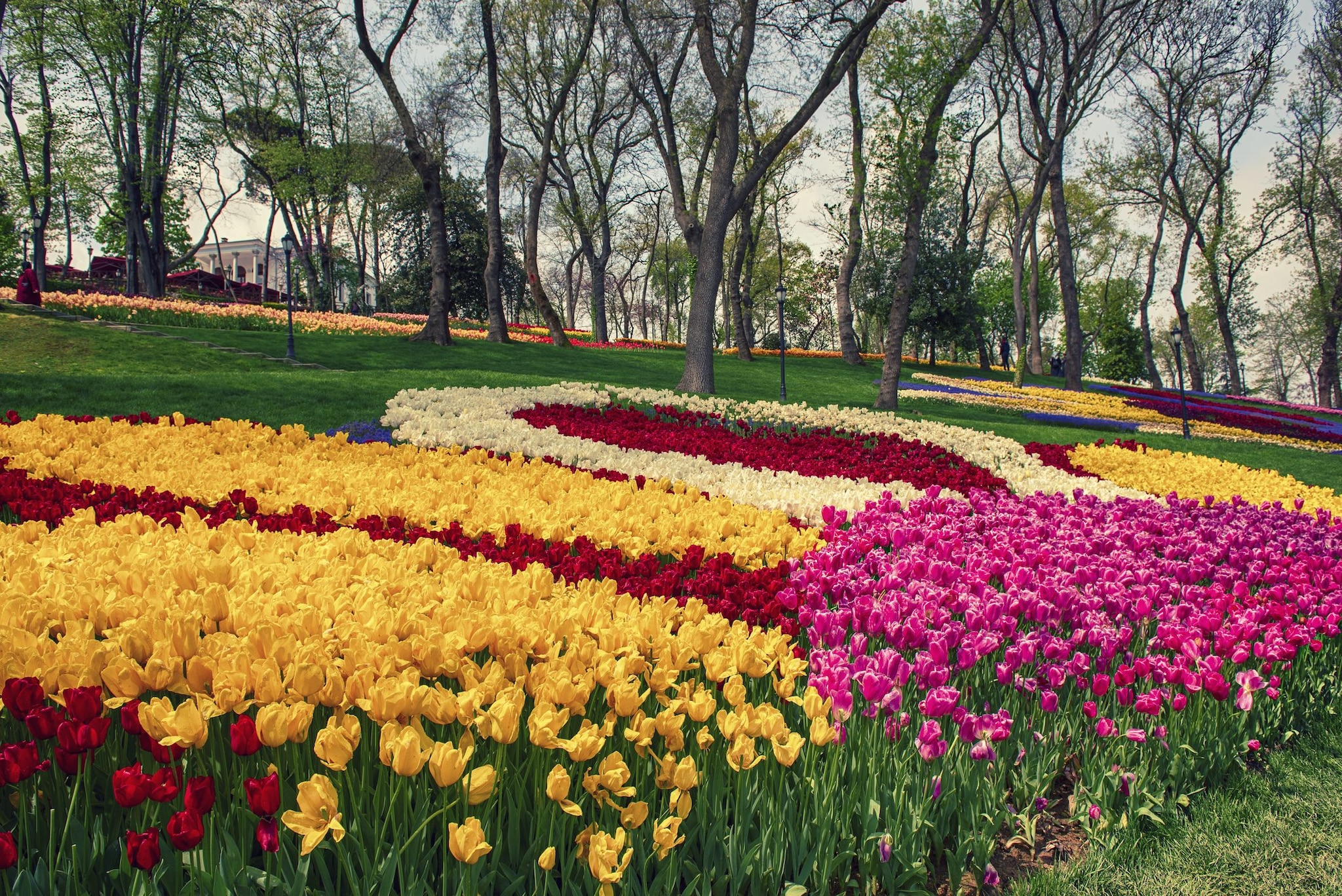 Tulipani colorati al Parco Emirgan, Istanbul