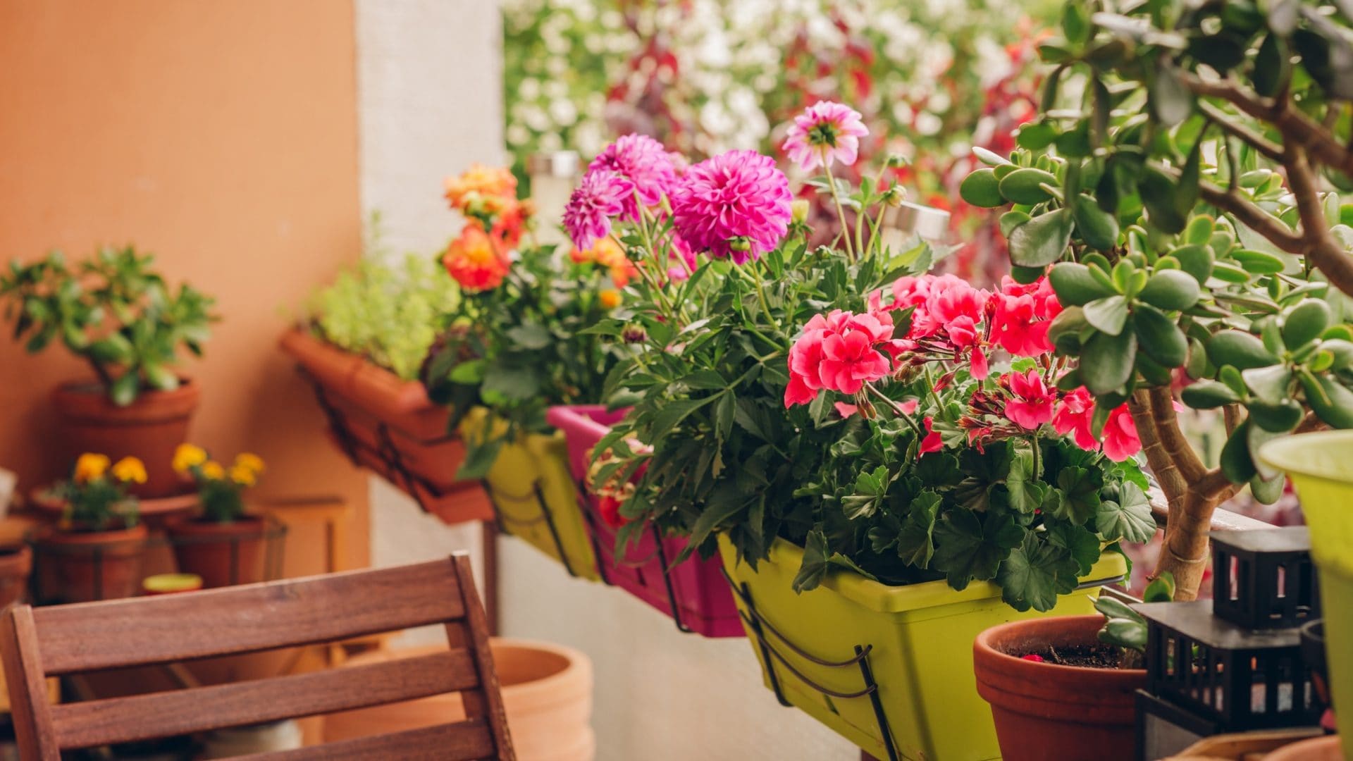 Piante antizanzare, dal geranio al rosmarino: 5 specie da avere sul balcone o in giardino quest'estate