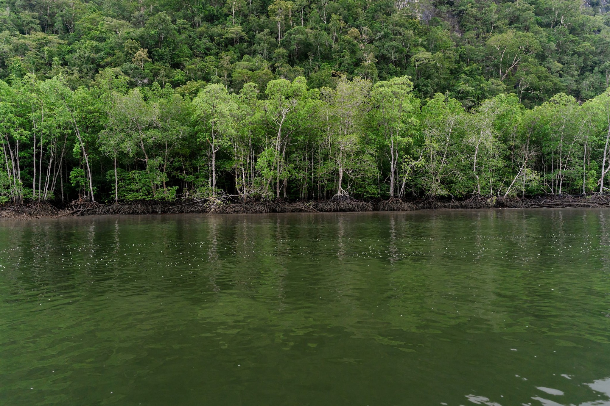 Parco nazionale di Kilim Geoforest, Langkawi, Malesia