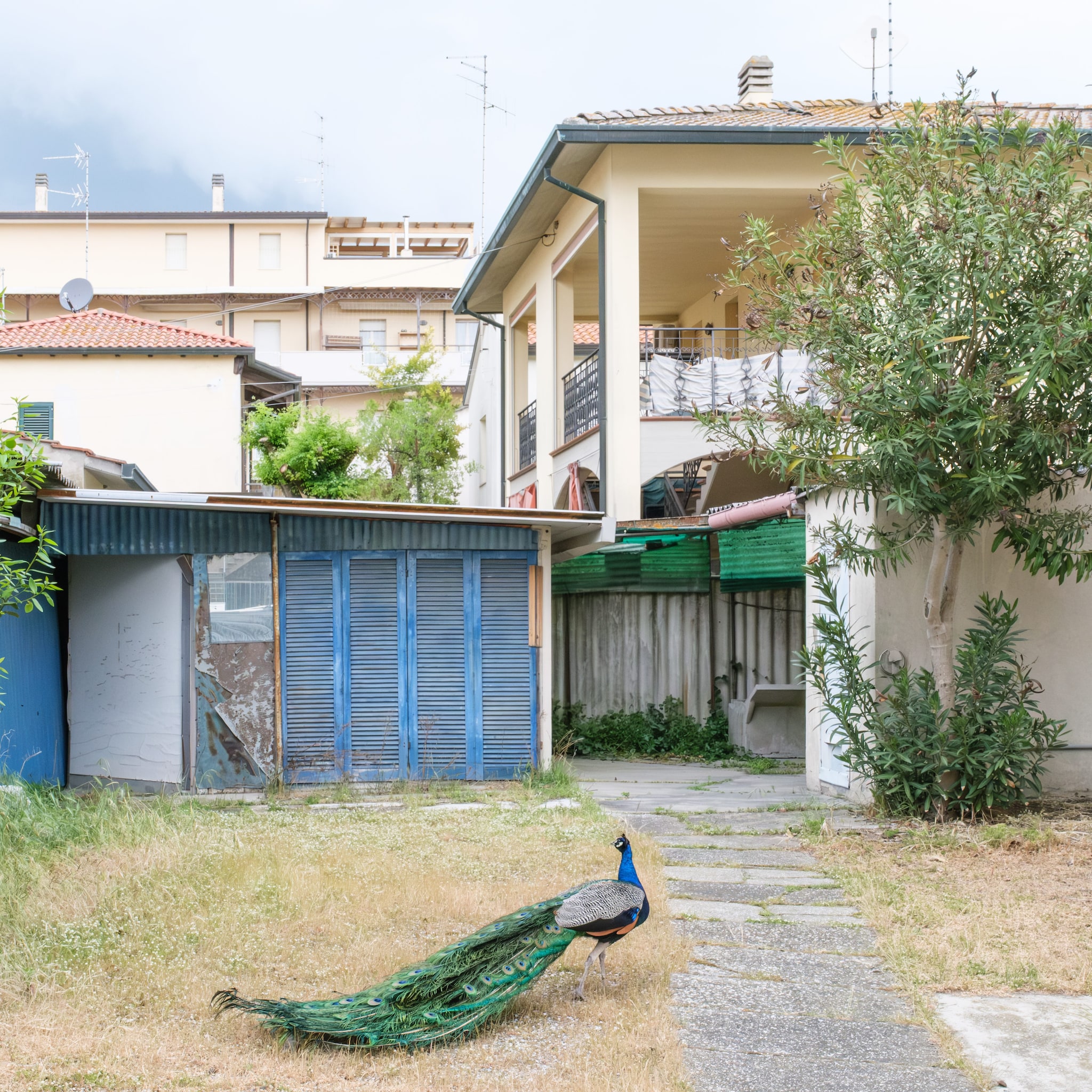 Ph. Nicolas Brunetti