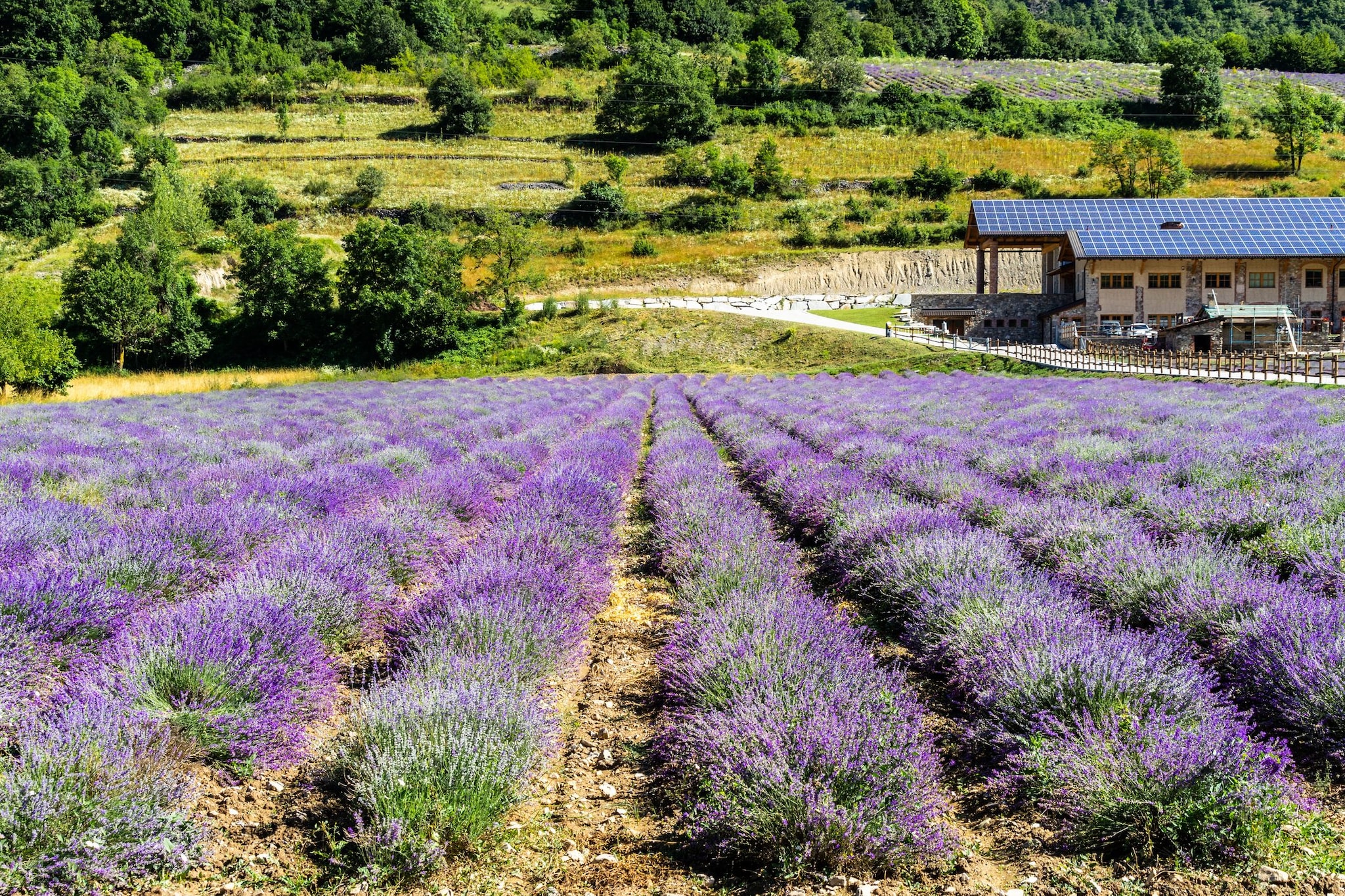 Campo di lavanda a Demonte, un piccolo paese delle Alpi piemontesi
