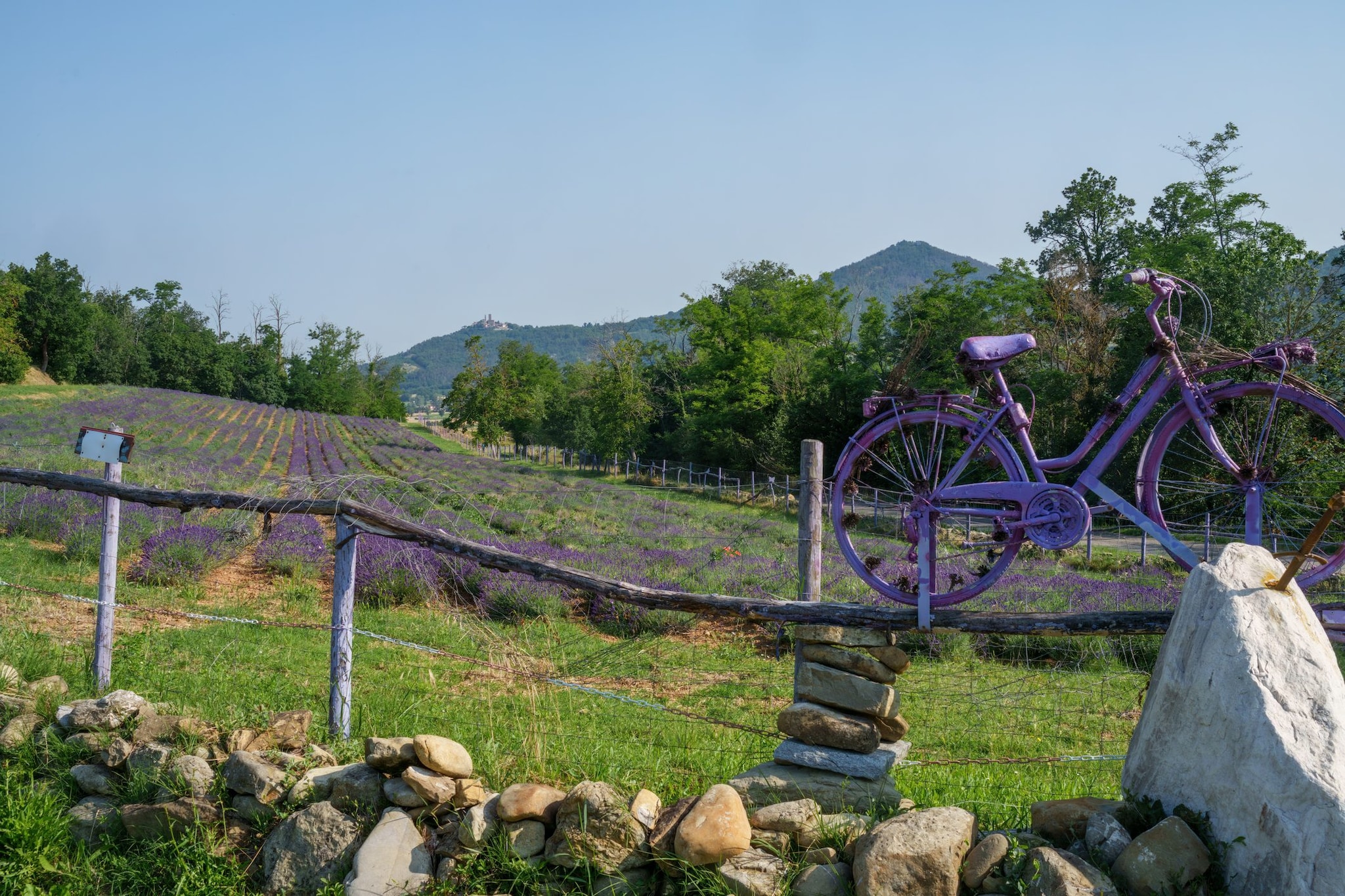 Campo di lavanda a Godiasco, Oltrepo Pavese