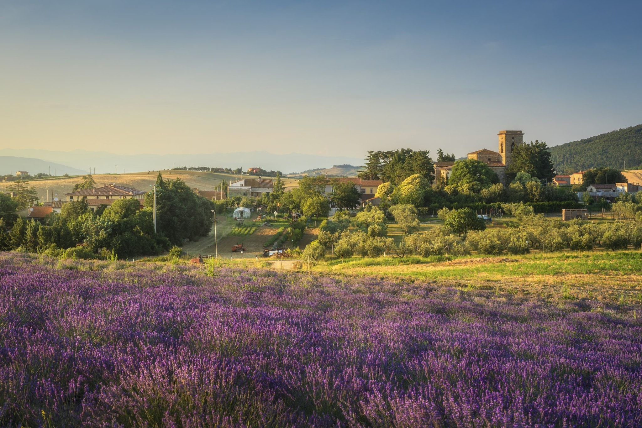 Campo di lavanda vicino al villaggio di Pieve di Santa Luce