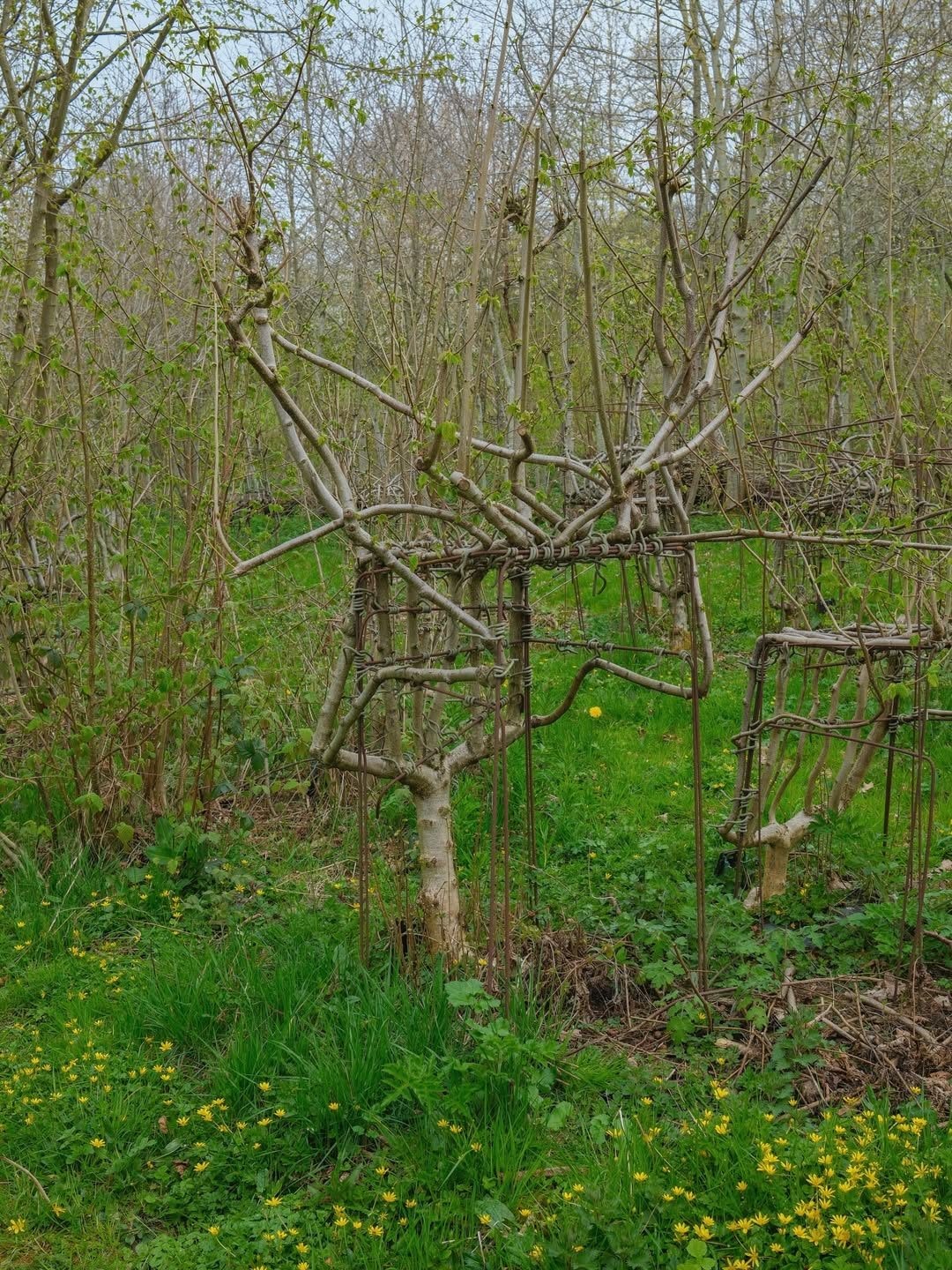 Come crescono gli alberi dei coniugi Munro
