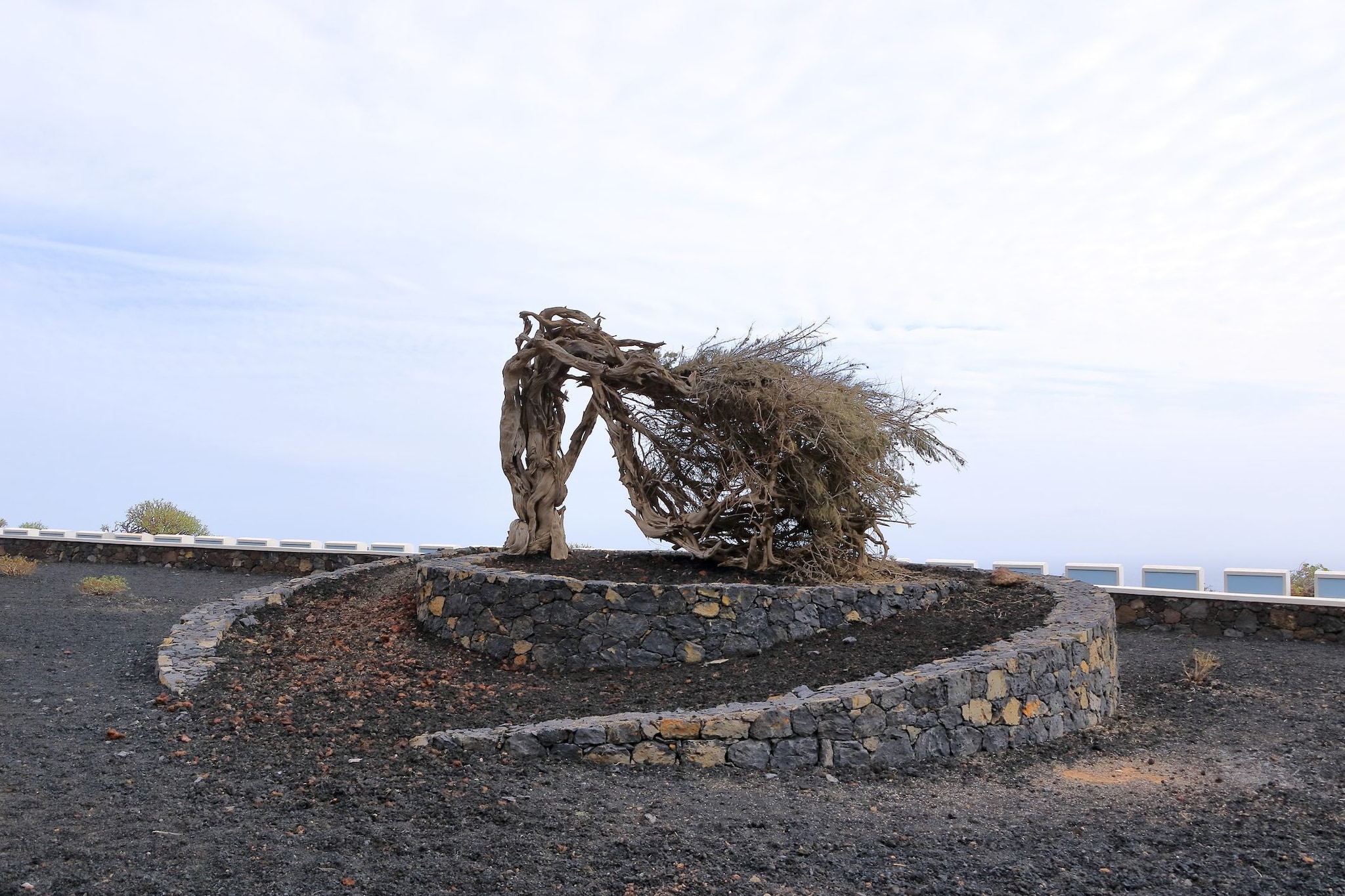 El Sabinal, El Hierro