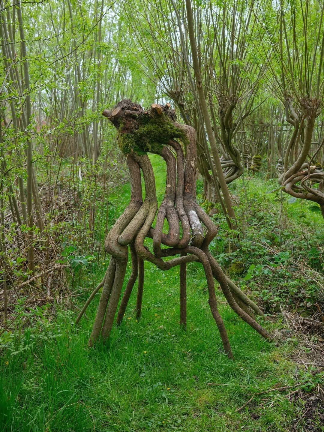 Un albero plasmato dai coniugi Monro