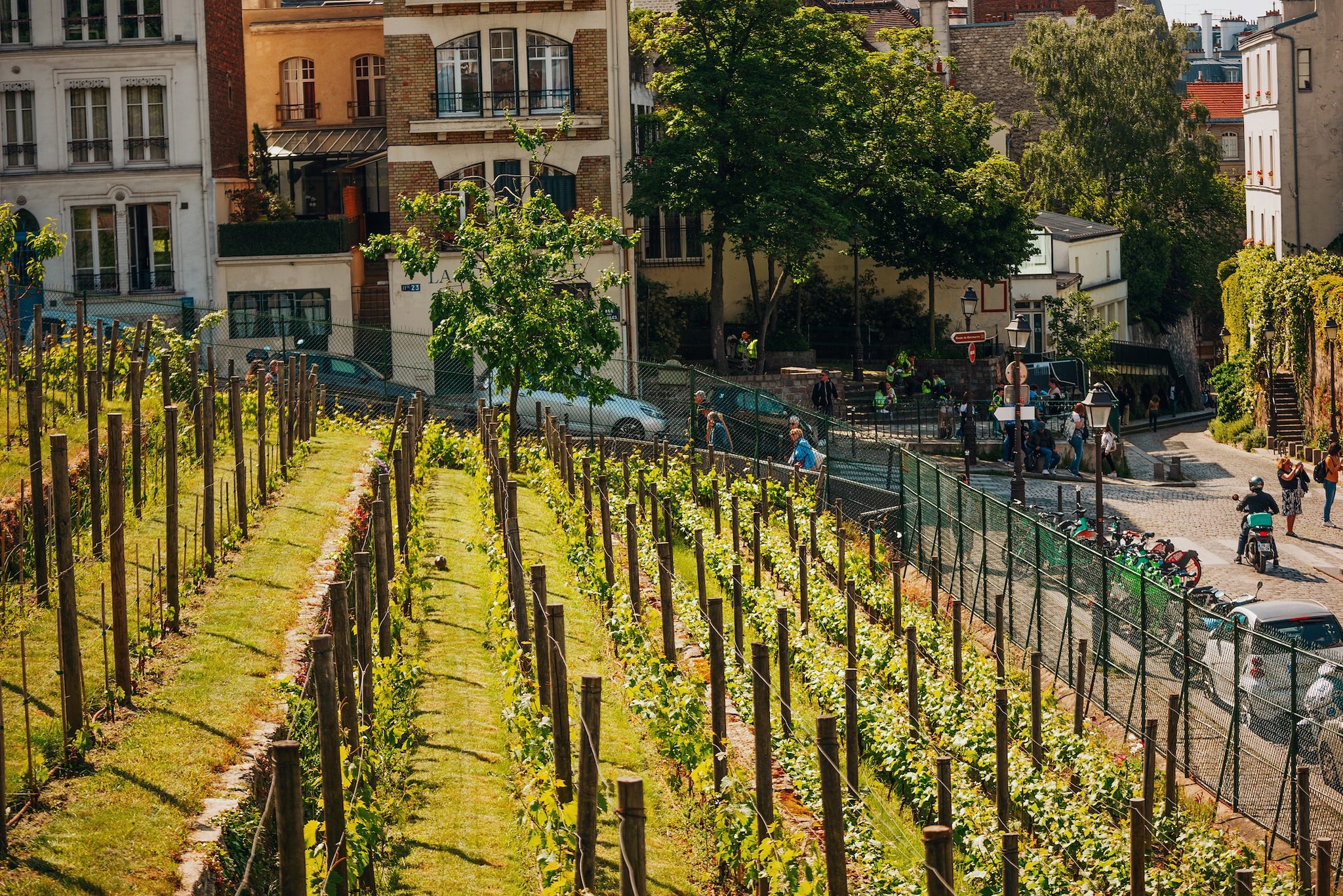 Vigne du Clos Montmartre, ultimo vigneto di Parigi
