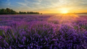 I migliori campi di lavanda da visitare in Italia, dal Piemonte all'Umbria le fioriture da non perdere nel 2026