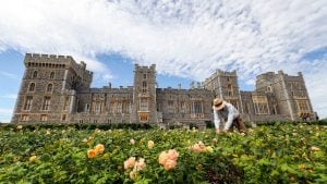 Giardino di Venere a Windsor: il significato della nuova area, ex orto di Elisabetta II