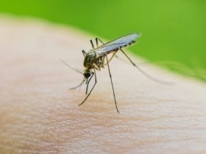 Zanzare e punture, il dermatologo Mercuri smentisce un mito: