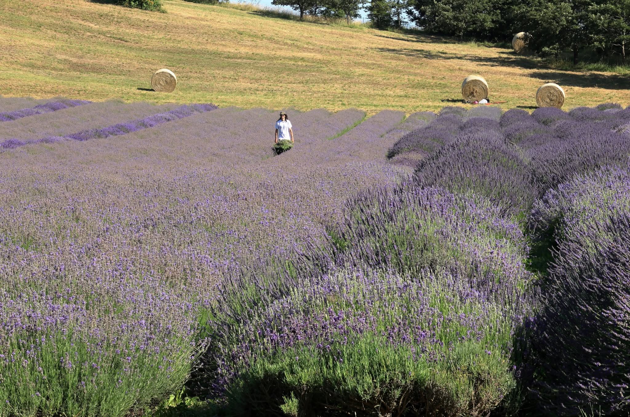 Lavandeto di Rodiano