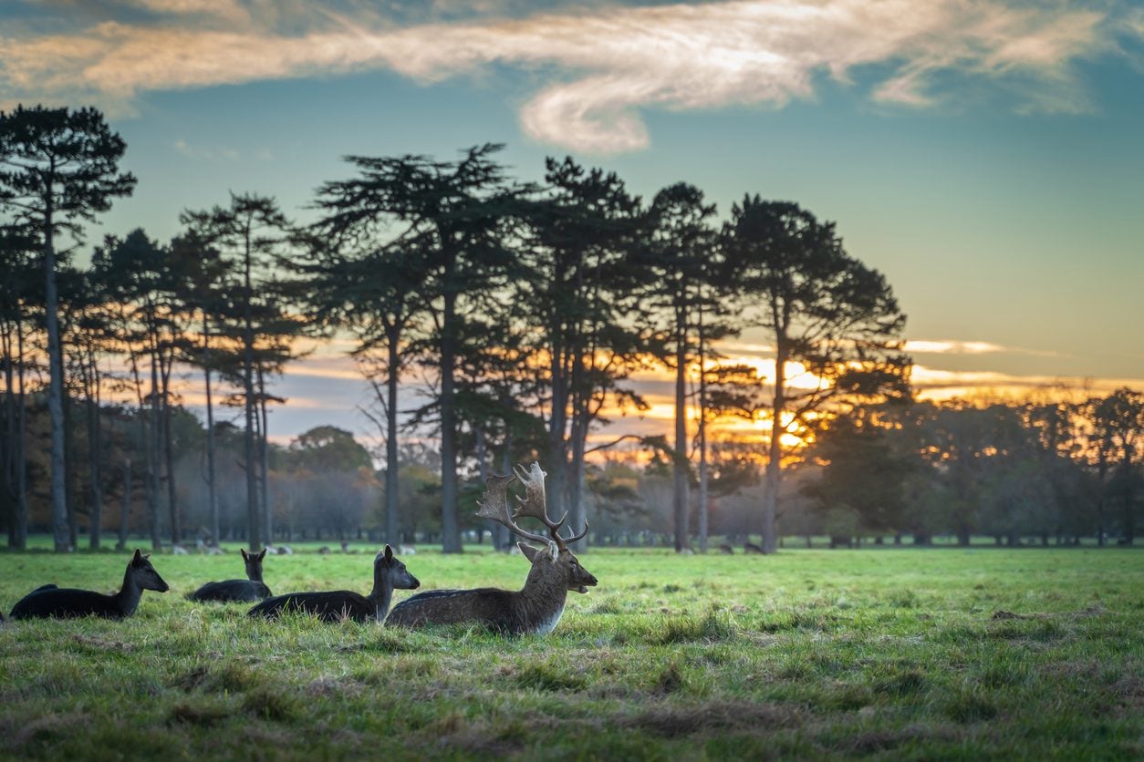 I cervi di Phoenix Park, Dublino