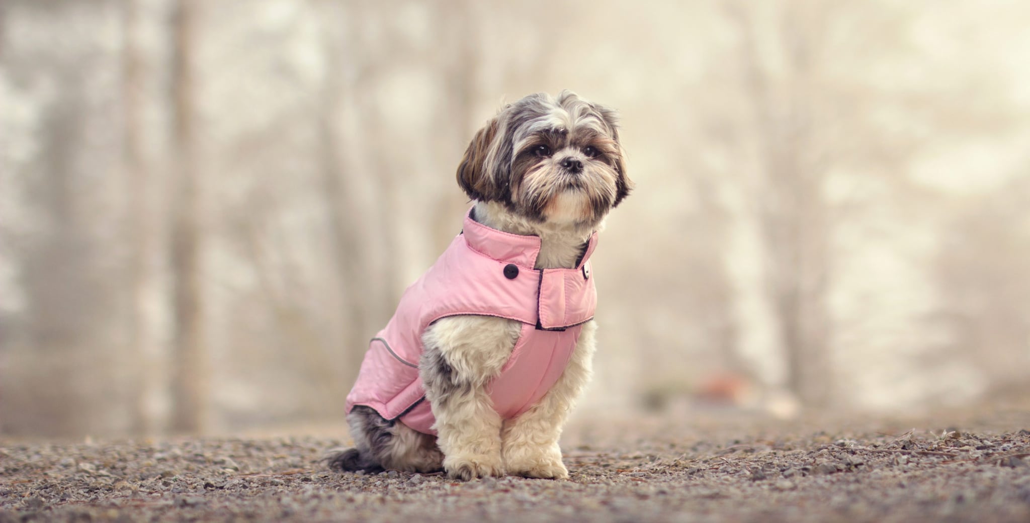 Alta moda e pet couture: costa 590 euro il cappottino in velluto di Giorgio Armani per i cani più chic