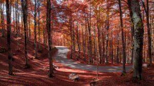 Il treno d'autunno tra parchi e foliage: da dove parte e quanto costa
